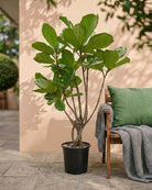 Fiddle Leaf Fig – Tall (Ficus Lyrata) | Potted, 1.0–1.5 m - Acacia Garden Center