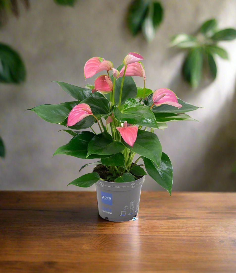 Flamingo Flower (Anthurium andraeanum) | Compact, 40–50 cm - Acacia Garden Center