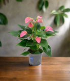 Flamingo Flower (Anthurium andraeanum) | Compact, 40–50 cm - Acacia Garden Center