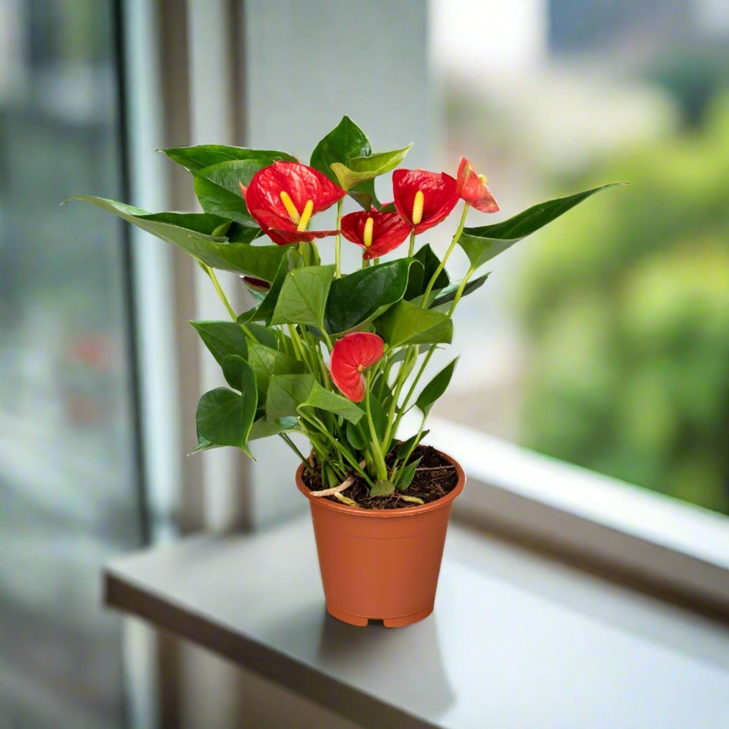 Flamingo Flower (Anthurium andraeanum) | Compact, 40–50 cm - Acacia Garden Center