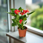 Flamingo Flower (Anthurium andraeanum) | Compact, 40–50 cm - Acacia Garden Center