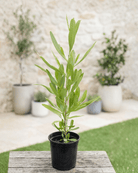 Florida Hopbush (Dodonaea viscosa) | Evergreen Hedge Shrub, 50–70 cm - Acacia Garden Center