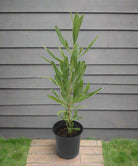 Florida Hopbush (Dodonaea viscosa) | Evergreen Hedge Shrub, 50–70 cm - Acacia Garden Center