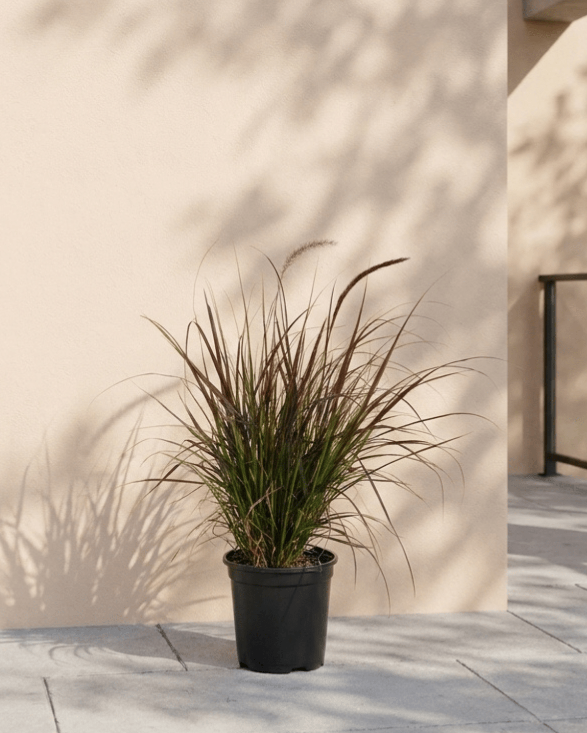 Fountain Grass (Pennisetum Setaceum) | Ornamental, 10–20 cm - Acacia Garden Center