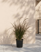 Fountain Grass (Pennisetum Setaceum) | Ornamental, 10–20 cm - Acacia Garden Center