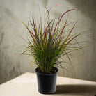 Fountain Grass (Pennisetum Setaceum) | Ornamental, 10–20 cm - Acacia Garden Center
