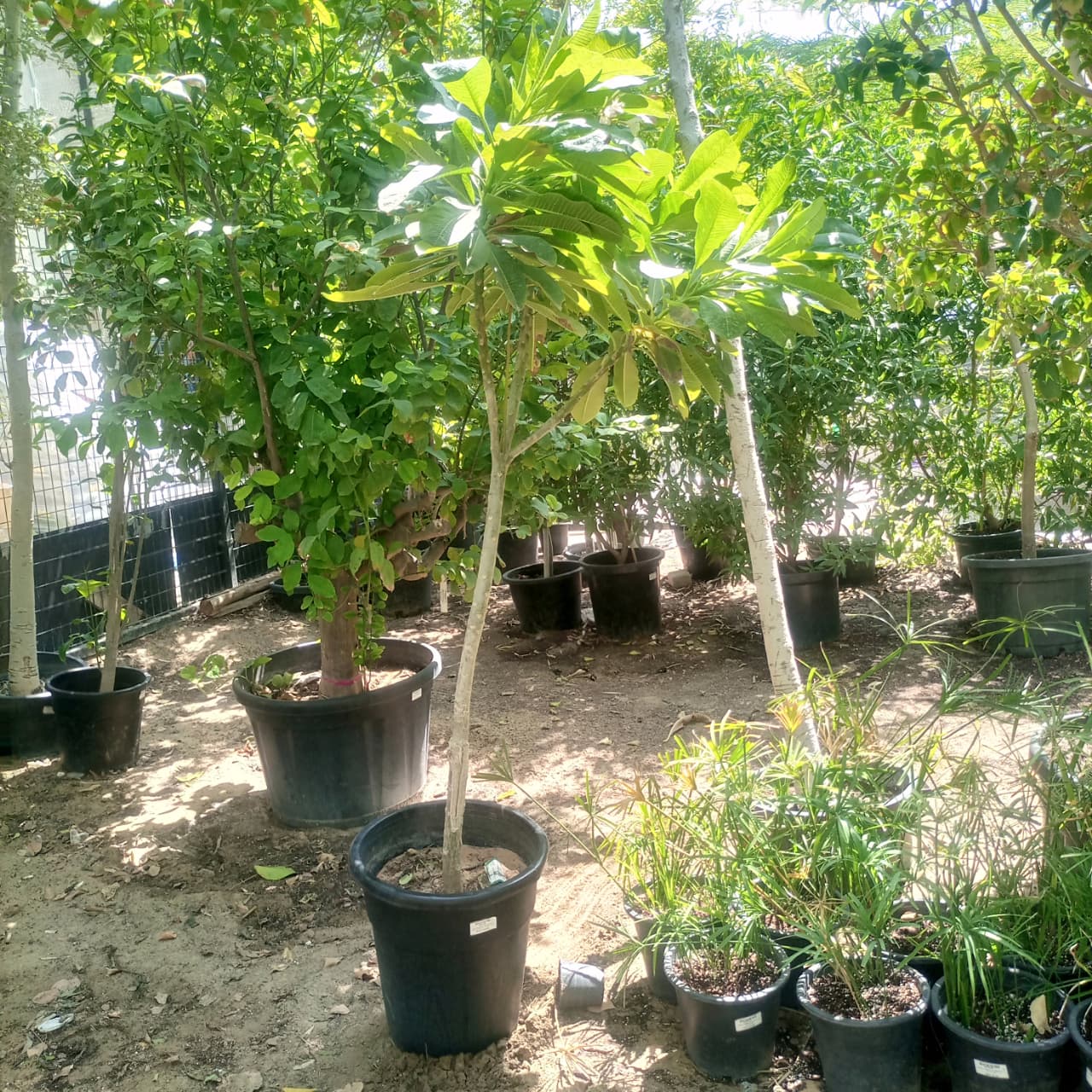 Frangipani (Plumeria Obtusa) | Fragrant Flowering Tree - Acacia Garden Center