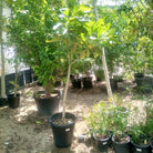 Frangipani (Plumeria Obtusa) | Fragrant Flowering Tree - Acacia Garden Center