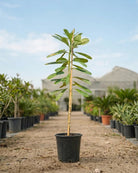Frangipani (Plumeria Obtusa) | Fragrant Flowering Tree - Acacia Garden Center