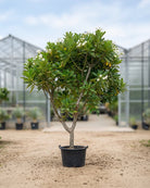 Frangipani (Plumeria obtusa) | Specimen, 3.0–3.5 m, 35–40 cm Girth - Acacia Garden Center
