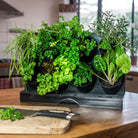 Freestanding Benchtop Greenwall - Acacia Garden Center