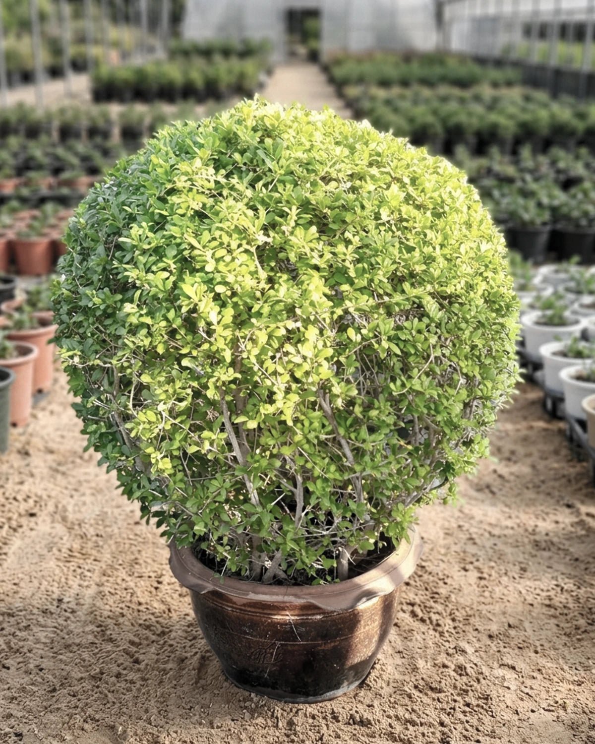 Fukien Tea Tree (Ehretia microphylla) | Topiary, 1.2–1.5 m - Acacia Garden Center