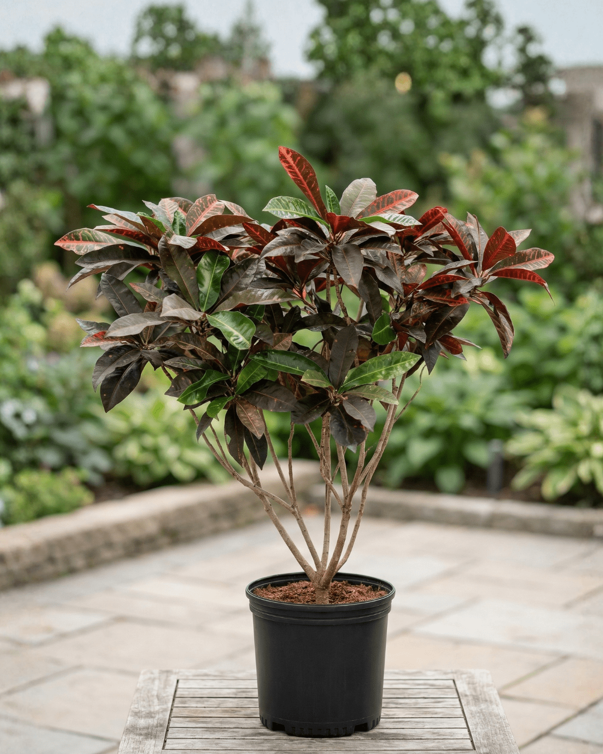 Garden Croton (Codiaeum variegatum) | 30–100 cm - Acacia Garden Center