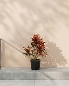 Garden Croton (Codiaeum variegatum) | 30–100 cm - Acacia Garden Center