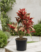 Garden Croton (Codiaeum variegatum) | 30–100 cm - Acacia Garden Center