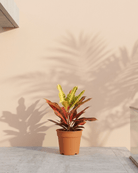 Garden Croton (Codiaeum variegatum) | 30–100 cm - Acacia Garden Center