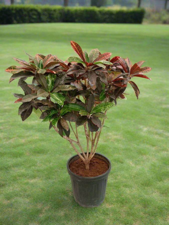 Garden Croton (Codiaeum variegatum) - Acacia Garden Center