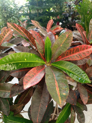 Garden Croton (Codiaeum variegatum) - Acacia Garden Center