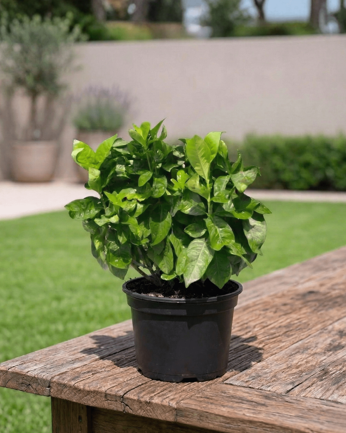 Gardenia (Gardenia jasminoides) | Fragrant Shrub, 20–30 cm - Acacia Garden Center