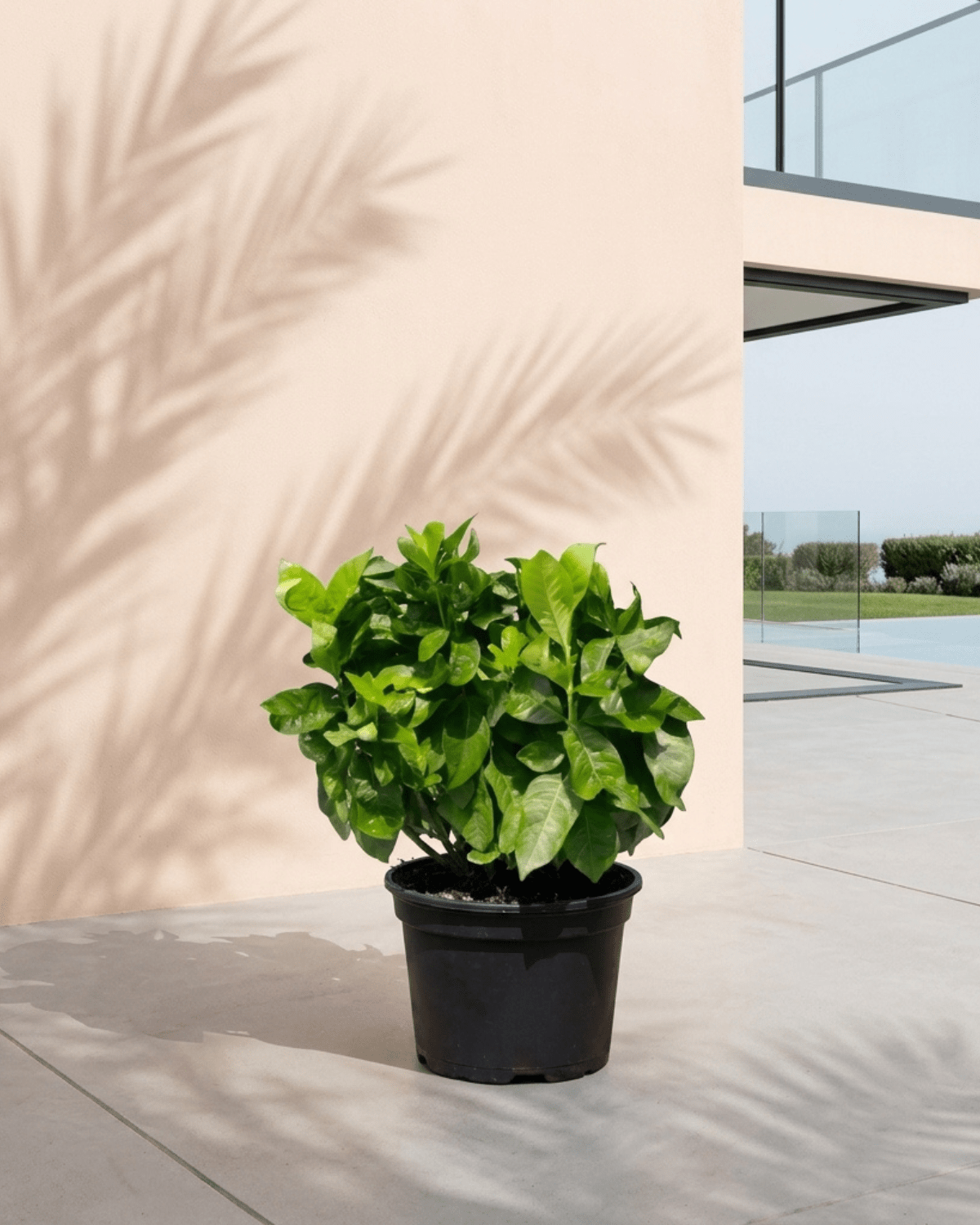 Gardenia (Gardenia jasminoides) | Fragrant Shrub, 20–30 cm - Acacia Garden Center