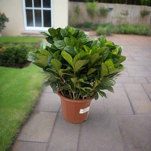 Gardenia Jasmenoides (Cape jasmine) | 40 - 50cm - Acacia Garden Center