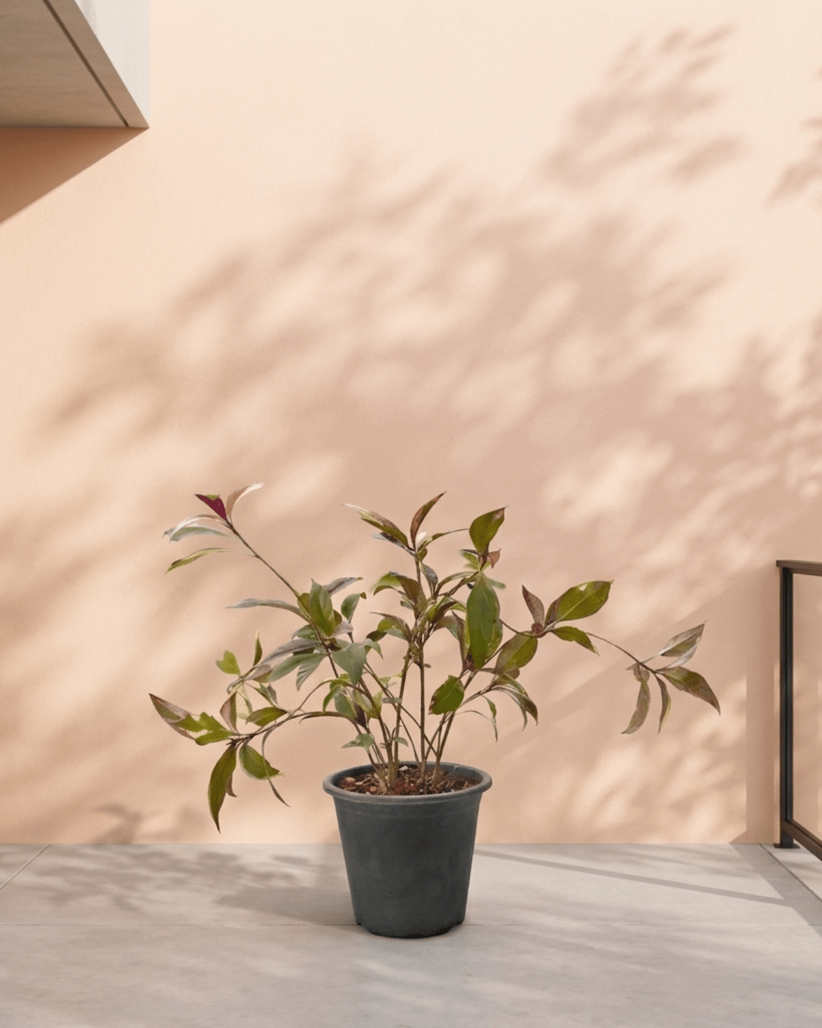 Golden Net - Bush (Pseuderanthemum) | 40–50 cm - Acacia Garden Center