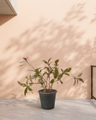 Golden Net - Bush (Pseuderanthemum) | 40–50 cm - Acacia Garden Center