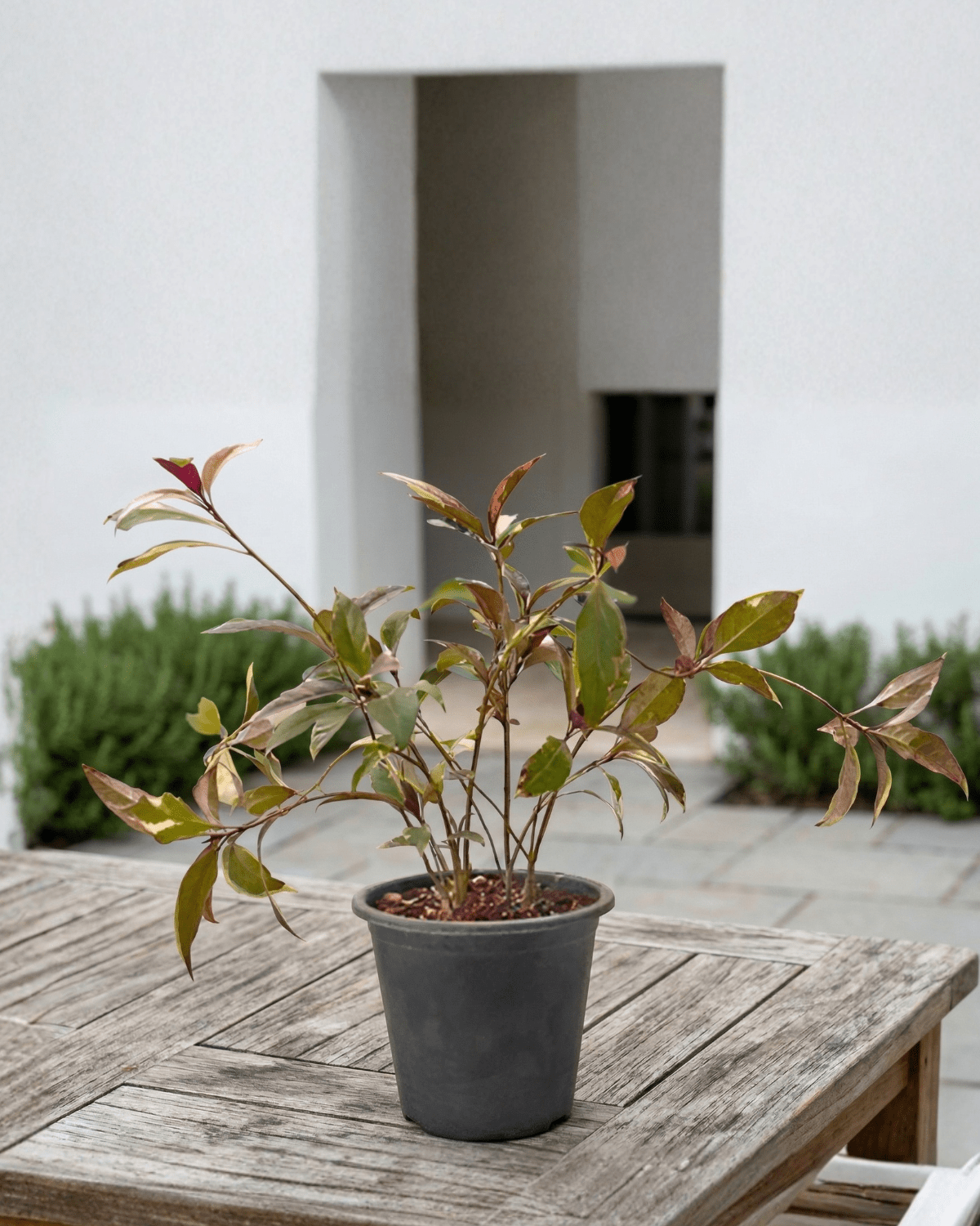 Golden Net - Bush (Pseuderanthemum) | 40–50 cm - Acacia Garden Center