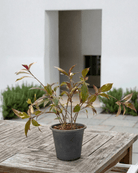 Golden Net - Bush (Pseuderanthemum) | 40–50 cm - Acacia Garden Center