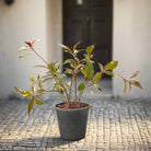Golden Net - Bush (Pseuderanthemum) | 40–50 cm - Acacia Garden Center