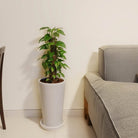 Golden Pothos (Epipremnum pinnatum) Moss stick - Acacia Garden Center