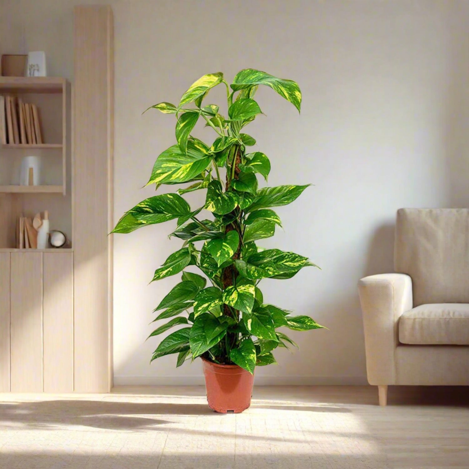 Golden Pothos (Epipremnum pinnatum) Moss stick - Acacia Garden Center