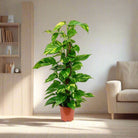 Golden Pothos (Epipremnum pinnatum) Moss stick - Acacia Garden Center