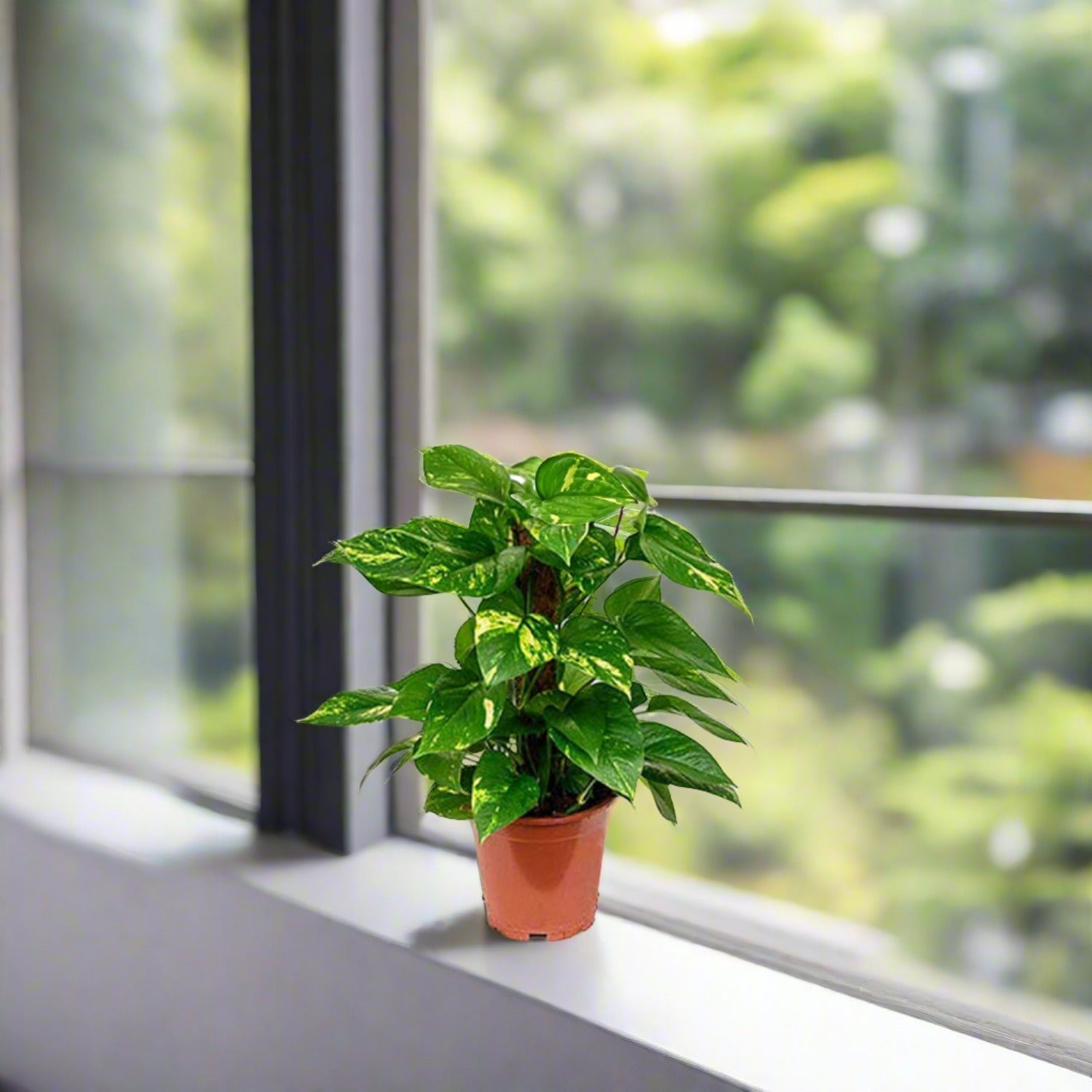 Golden Pothos (Epipremnum pinnatum) Moss stick - Acacia Garden Center