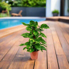 Golden Pothos (Epipremnum pinnatum) Moss stick - Acacia Garden Center