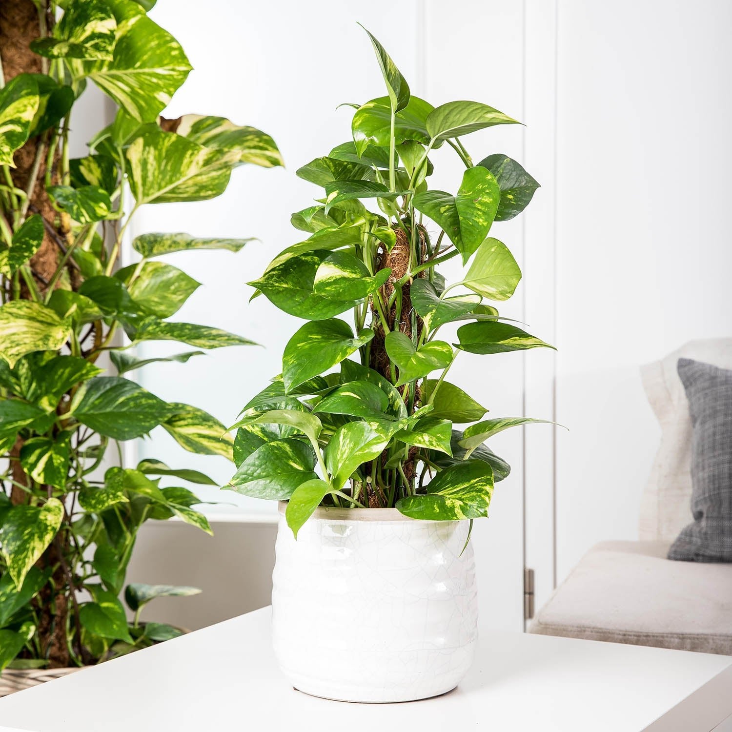 Golden Pothos (Epipremnum pinnatum) Moss stick - Acacia Garden Center