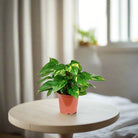 Golden Pothos (Epipremnum pinnatum) Moss stick - Acacia Garden Center