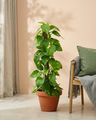 Golden Pothos on Moss Stick (Epipremnum aureum) | Climbing, 60–120 cm - Acacia Garden Center