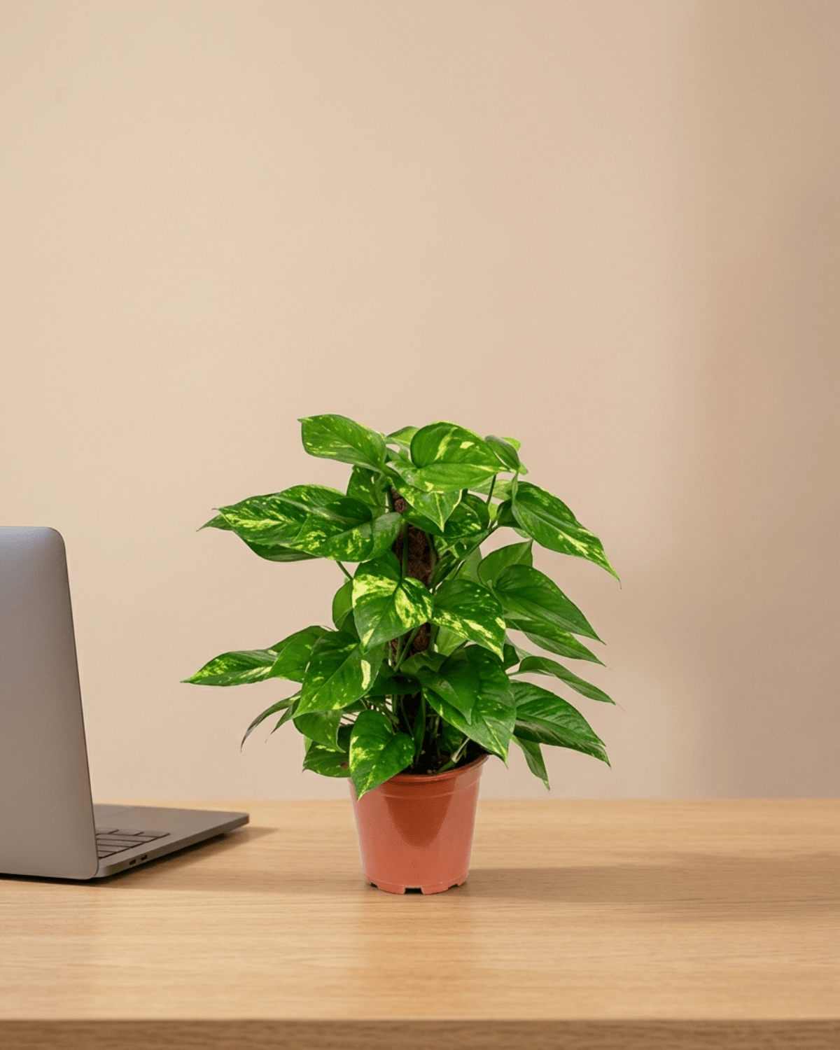 Golden Pothos on Moss Stick (Epipremnum aureum) | Climbing, 60–120 cm - Acacia Garden Center