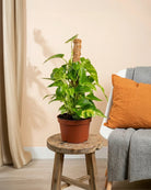 Golden Pothos on Moss Stick (Epipremnum aureum) | Climbing, 60–120 cm - Acacia Garden Center