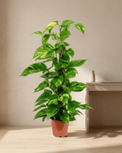 Golden Pothos on Moss Stick (Epipremnum aureum) | Climbing, 60–120 cm - Acacia Garden Center