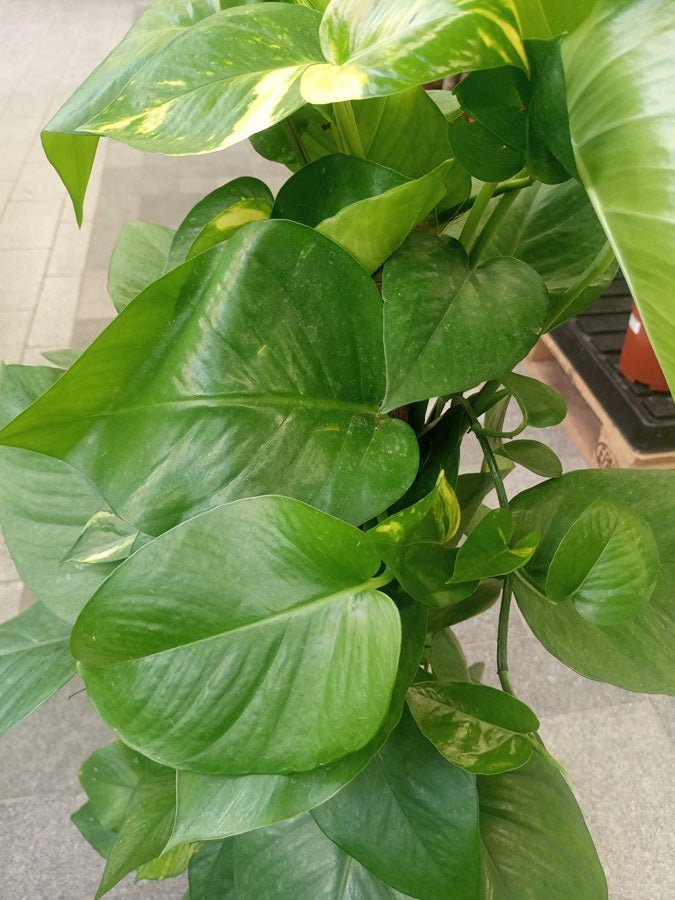 Golden Pothos (Scindapsus Aureus) | 1.2 - 1.3 m - Acacia Garden Center