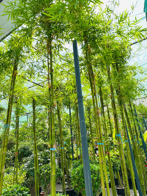 Grass Bambusa Ventricosa | 3.5 - 4.0 m (Overall height) - Acacia Garden Center