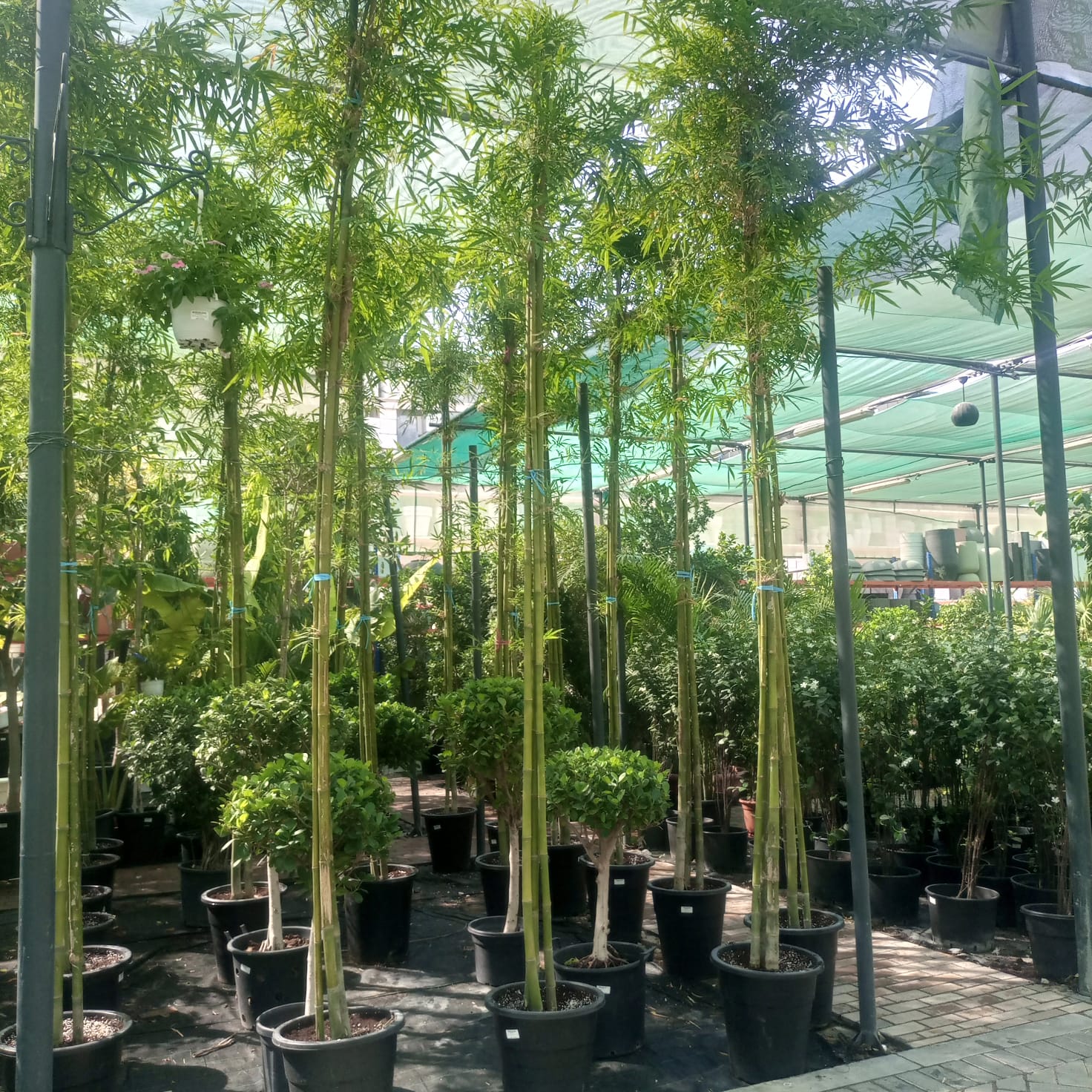 Grass Bambusa Ventricosa | 3.5 - 4.0 m (Overall height) - Acacia Garden Center