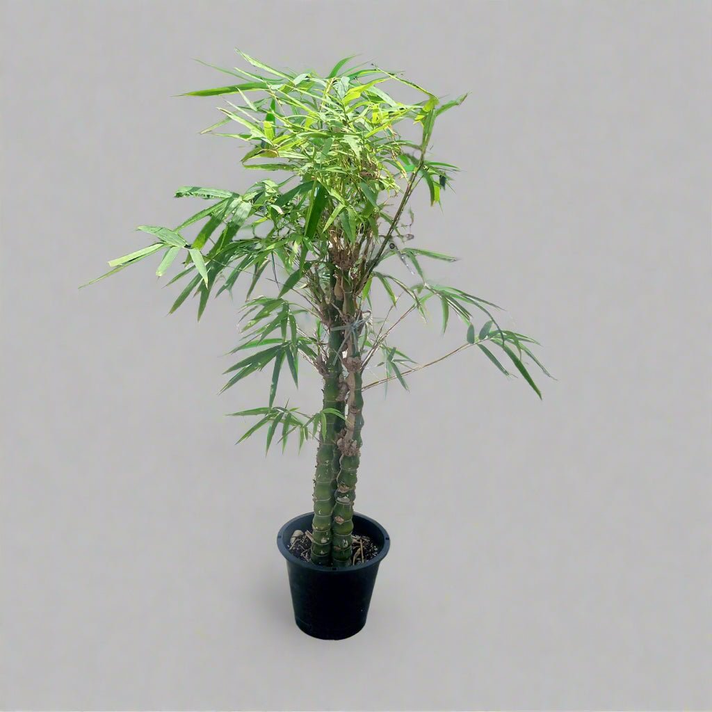 Grass Bambusa Ventricosa (Clumping Bamboo) | 1.0 - 1.2 m - Acacia Garden Center