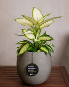 Grigio Balloon Pot | Spherical Planter - Acacia Garden Center
