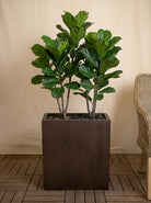 Grigio Divider Planter | Privacy Screen Pot - Acacia Garden Center
