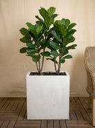 Grigio Divider Planter | Privacy Screen Pot - Acacia Garden Center