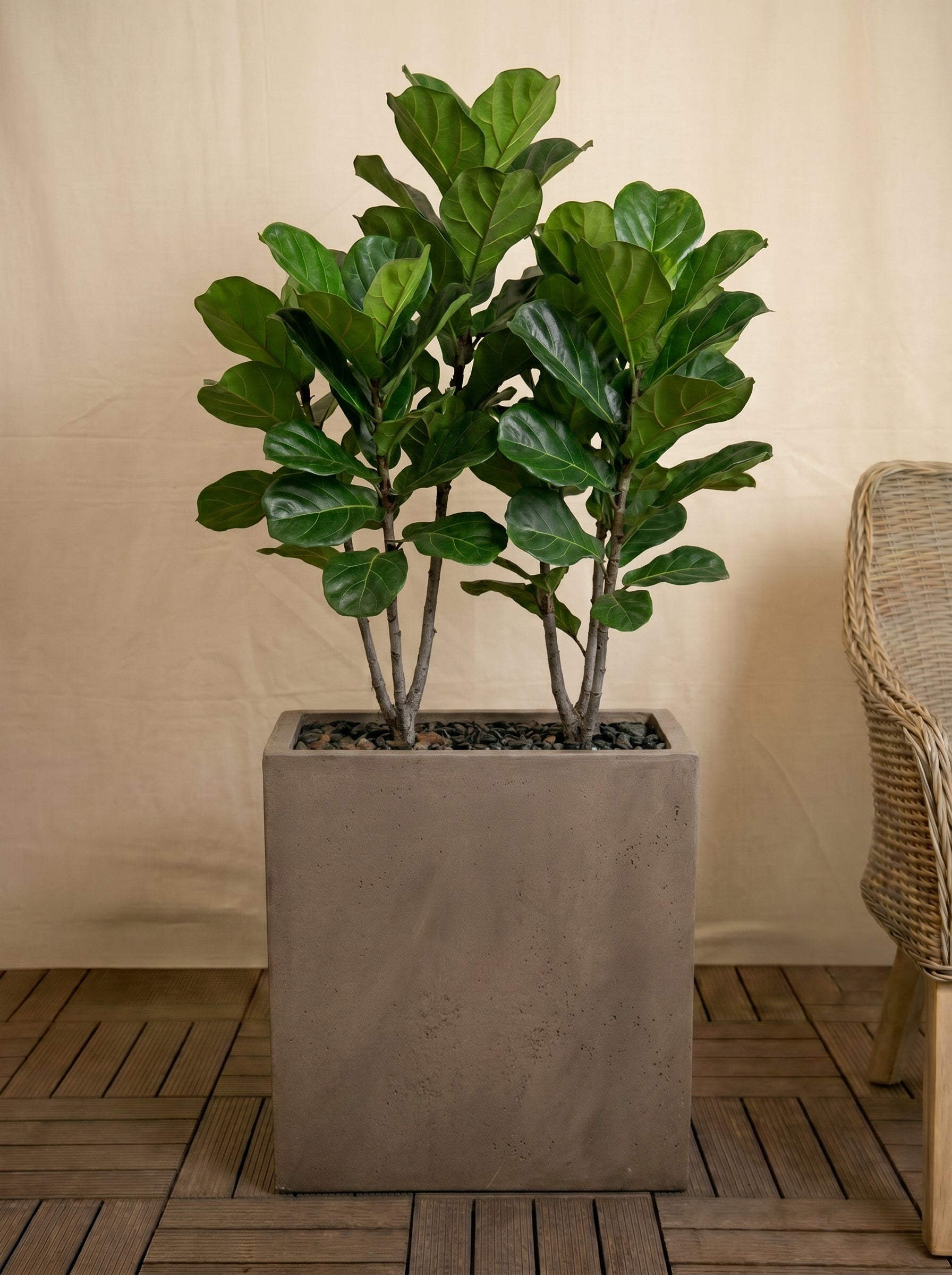 Grigio Divider Planter | Privacy Screen Pot - Acacia Garden Center