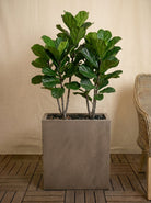 Grigio Divider Planter | Privacy Screen Pot - Acacia Garden Center